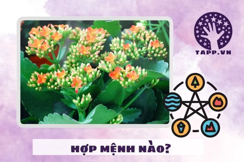 Cây sống đời hợp mệnh gì, tuổi nào?