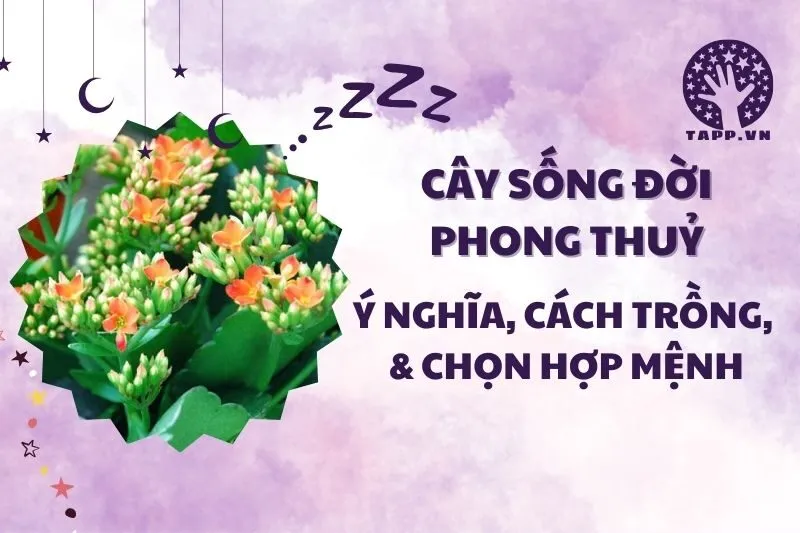 Cây sống đời phong thủy: Ý nghĩa, công dụng và cách chăm sóc