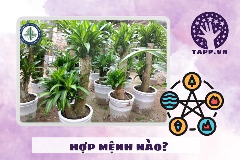 Cây thiết mộc lan hợp với mệnh nào?