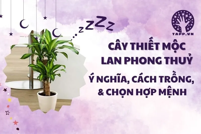 Cây thiết mộc lan phong thủy 2025: Ý nghĩa, cách trồng, chăm sóc