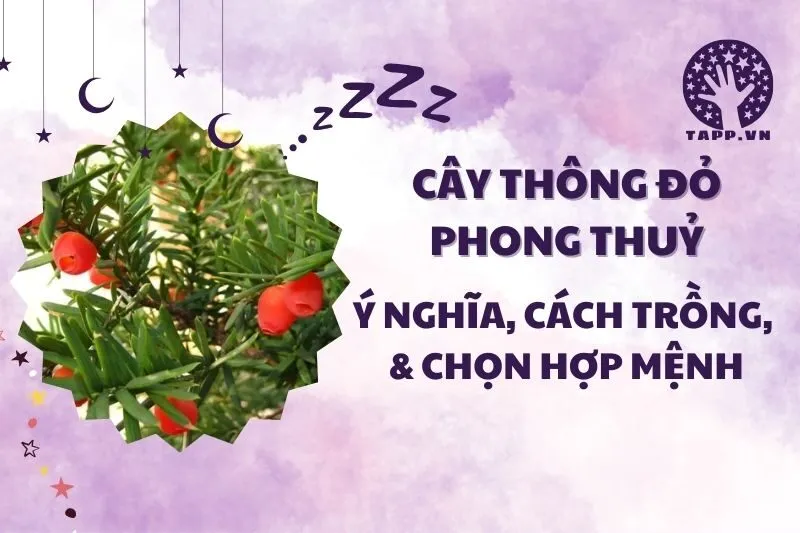 Cây thông đỏ phong thủy 2025: Ý nghĩa, công dụng và cách trồng