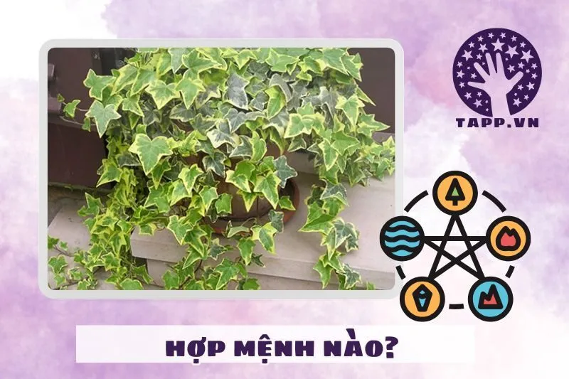 Cây thường xuân hợp mệnh nào, tuổi nào?