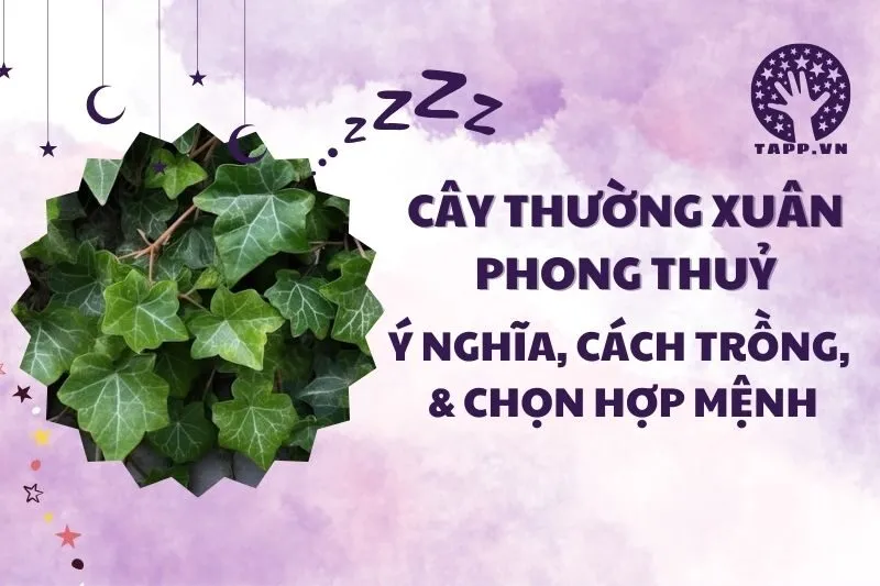Cây thường xuân phong thủy 2025: Ý nghĩa, hợp mệnh nào, cách trồng