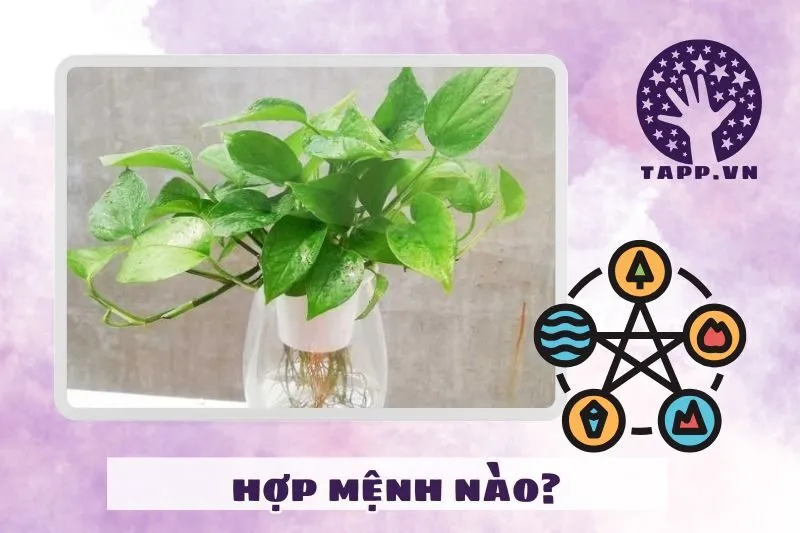 Cây trầu bà hợp với mệnh nào? Cách chọn cây theo phong thủy