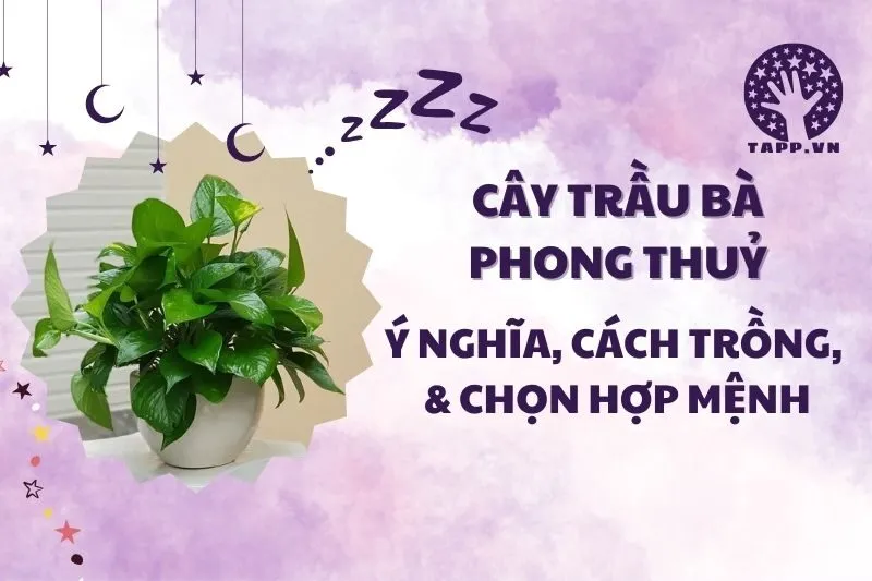 Cây trầu bà phong thủy 2025: Ý nghĩa, cách trồng và chăm sóc