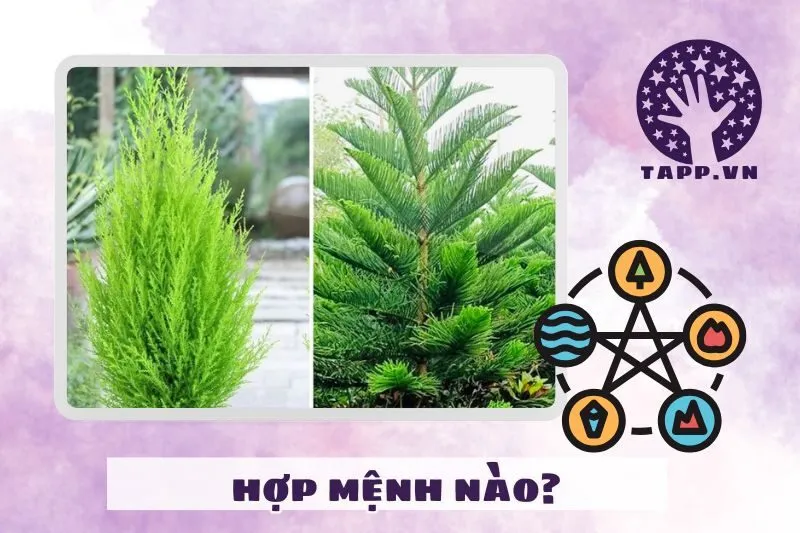 Cây tùng bách phong thủy hợp mệnh gì, tuổi nào?