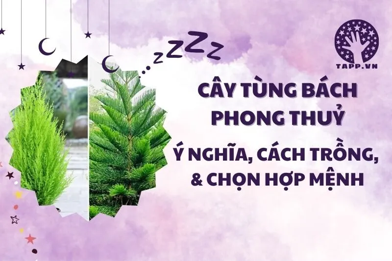 Cây tùng bách phong thủy 2025: Ý nghĩa, cách trồng và chăm sóc