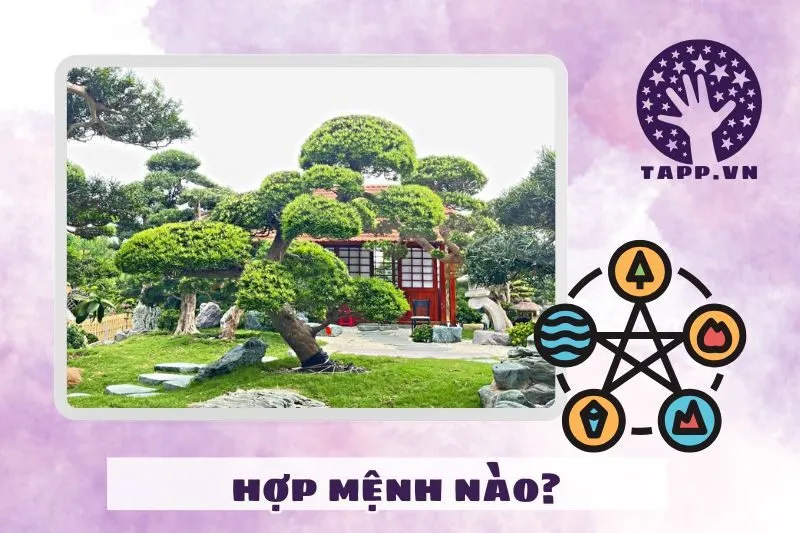 Cây tùng la hán hợp mệnh nào? Cách chọn cây theo phong thủy