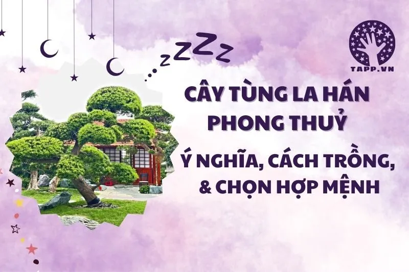 Cây tùng la hán phong thuỷ 2025 – Ý nghĩa, cách trồng và chăm sóc