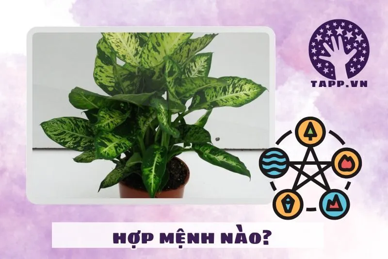 Cây vạn niên thanh hợp mệnh nào, tuổi nào?