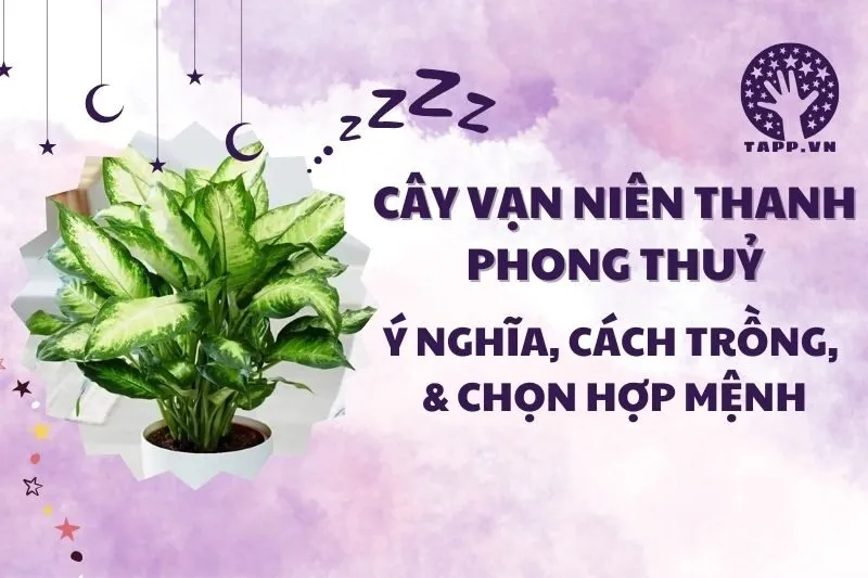 Cây vạn niên thanh phong thủy 2025: Ý nghĩa, hợp mệnh, cách trồng