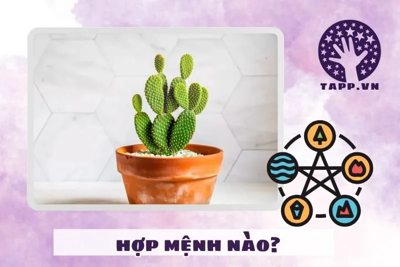 Cây xương rồng phong thủy hợp với mệnh nào?