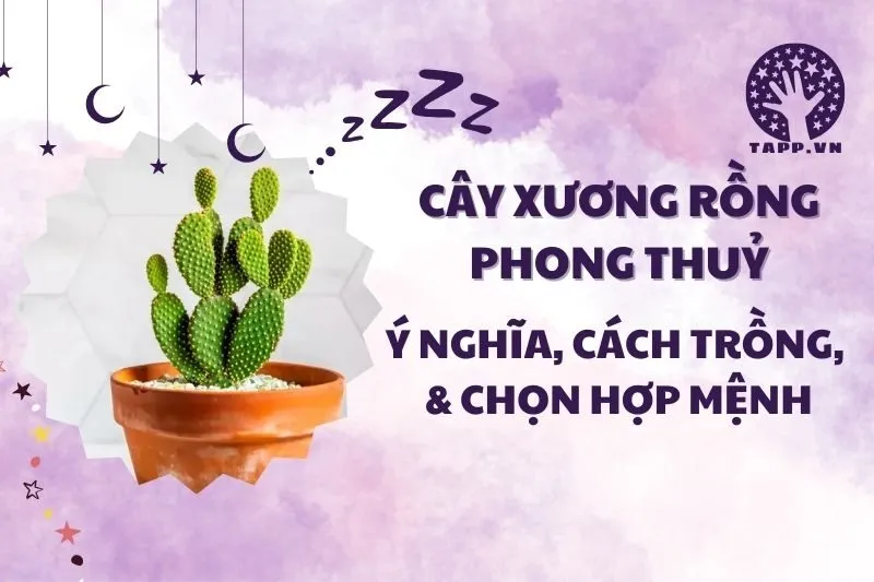 Cây xương rồng phong thủy 2025: Ý nghĩa, cách đặt và chăm sóc
