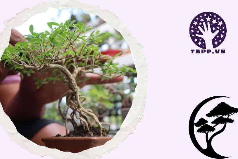 Hướng dẫn chăm sóc cây phong thủy để giữ được vượng khí