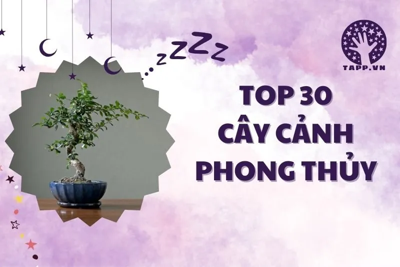 Top 30+ cây phong thủy trong nhà: Cách chọn, ý nghĩa và chăm sóc đúng
