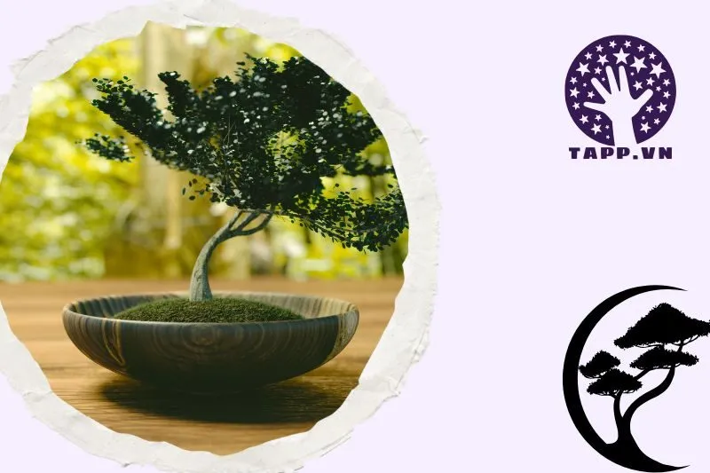 Top những cây phong thủy được yêu thích nhất