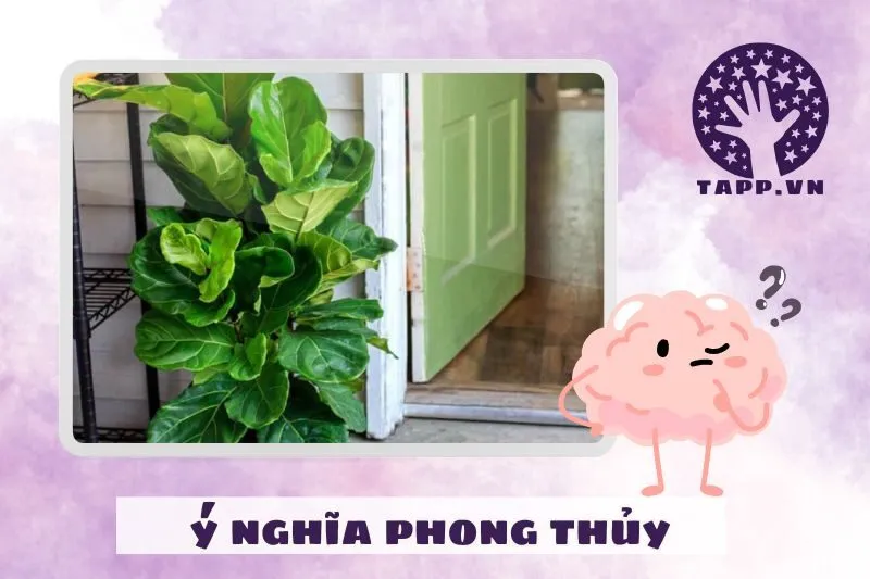 Cây bàng Singapore phong thủy có ý nghĩa gì?