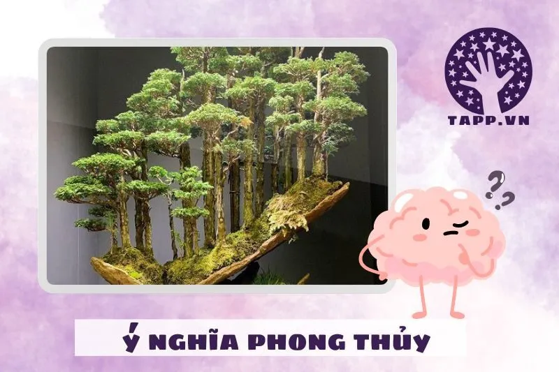 Đặc điểm và ý nghĩa phong thuỷ của cây bonsai