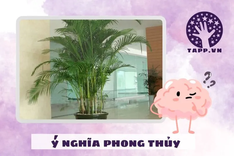 Ý nghĩa phong thuỷ của cây cau cảnh