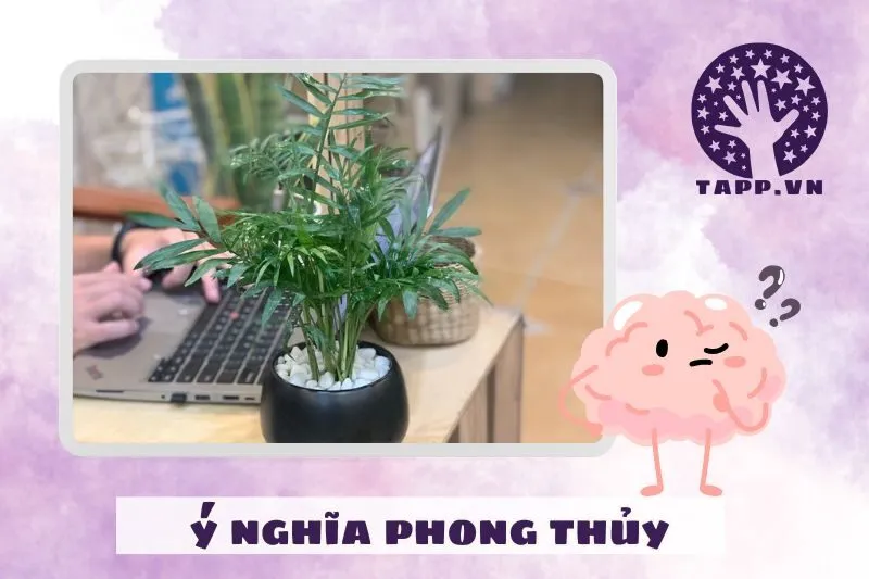 Ý nghĩa phong thủy của cây cau tiểu trâm