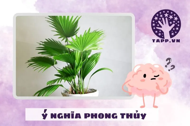 Ý nghĩa phong thủy của cây cọ cảnh