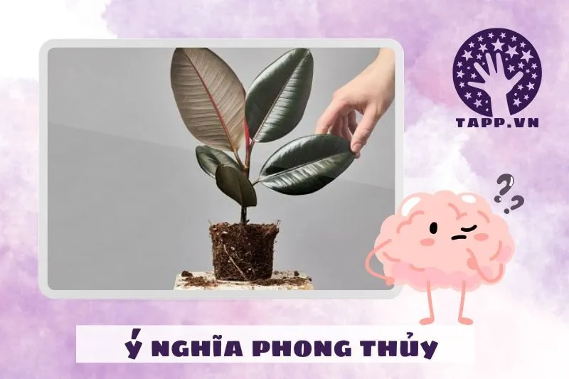 Ý nghĩa phong thủy của cây đa búp đỏ