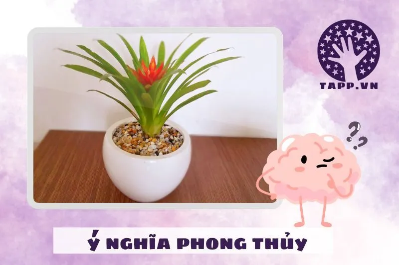 Ý nghĩa phong thủy của cây dứa cảnh nến