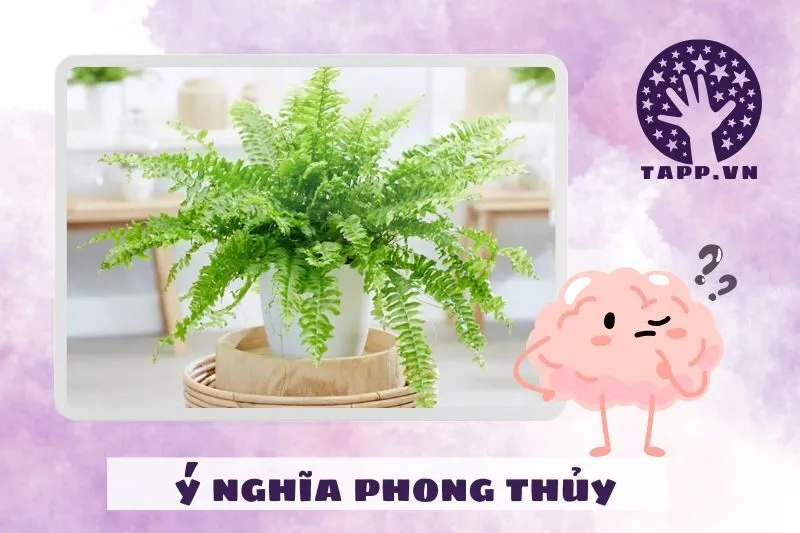 Ý nghĩa cây dương xỉ phong thuỷ