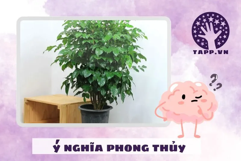 Ý nghĩa và công dụng phong thủy của cây hạnh phúc
