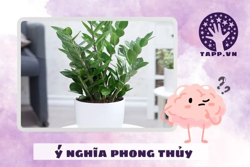 Ý Nghĩa Phong Thủy Của Cây Kim Tiền