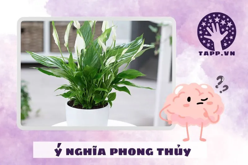 Ý nghĩa phong thủy của cây lan ý