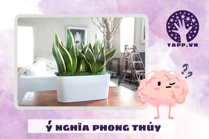 Cây lưỡi hổ phong thủy có ý nghĩa gì?