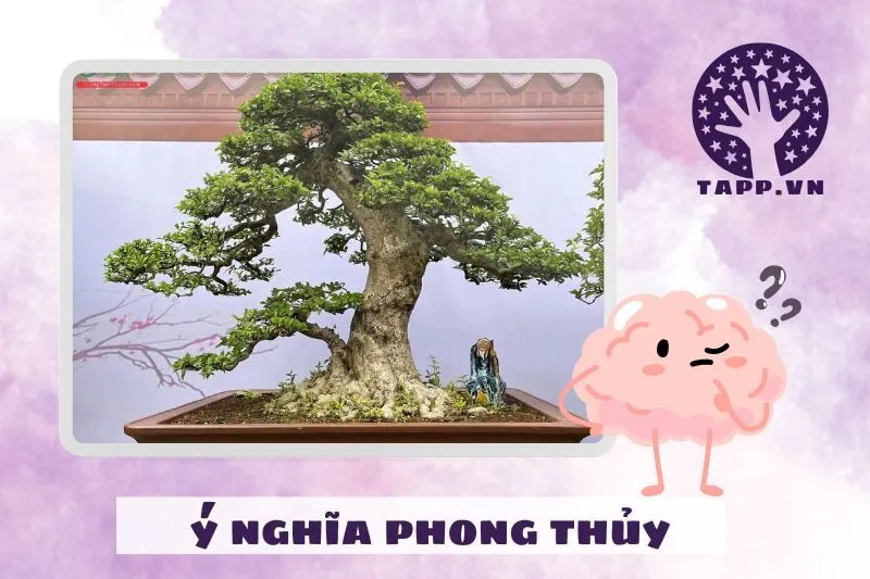 Ý nghĩa phong thủy của cây mai chiếu thủy