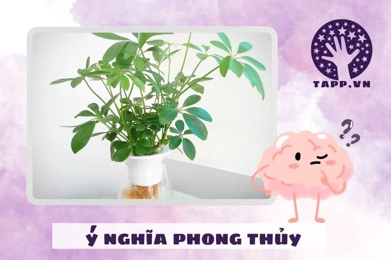Ý nghĩa phong thủy của cây ngũ gia bì