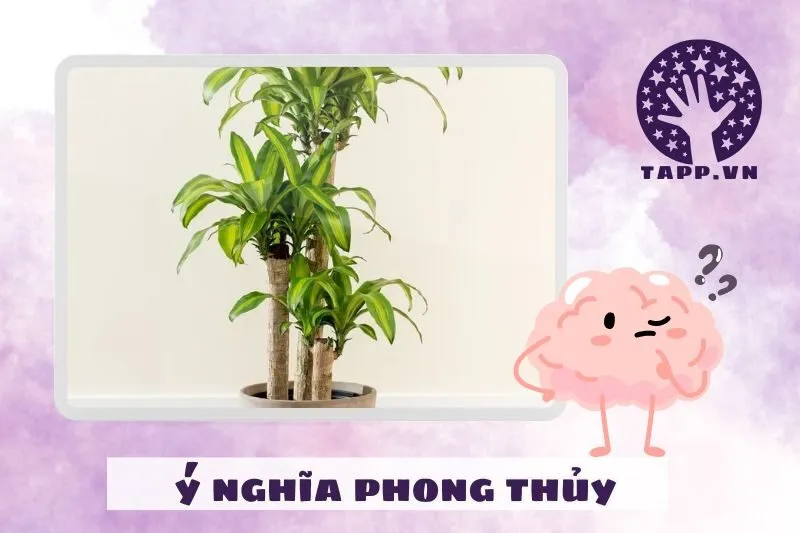 Ý nghĩa phong thủy của cây phát tài