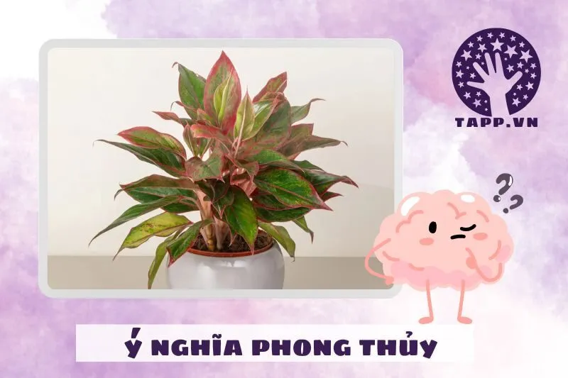 Ý nghĩa phong thủy của cây phú quý