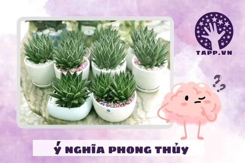 Ý nghĩa cây sen đá phong thủy theo quan niệm phong thủy