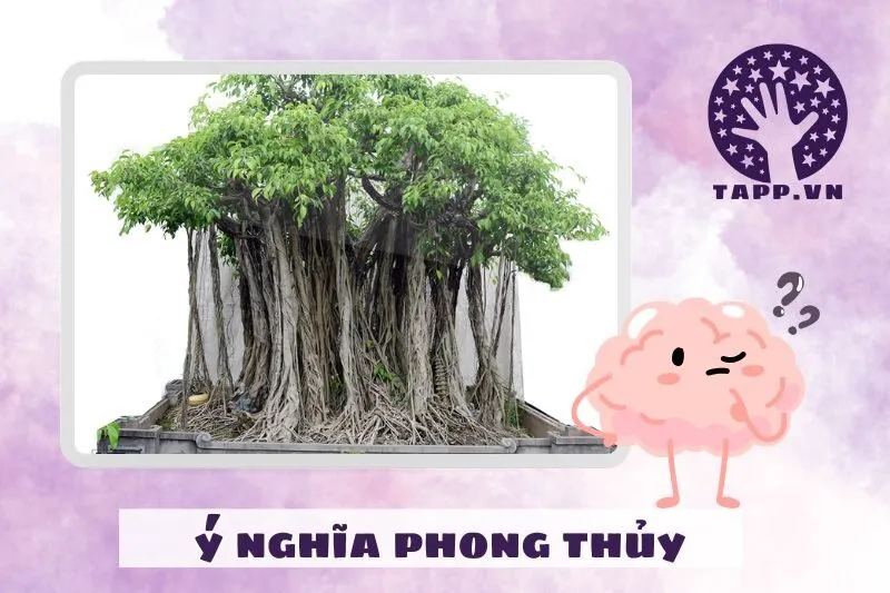 Ý nghĩa phong thủy của cây si