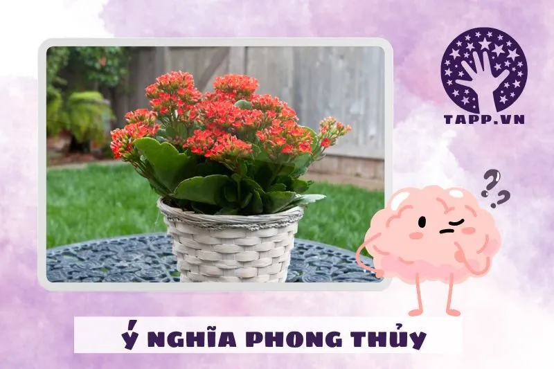 Ý nghĩa phong thủy của cây sống đời