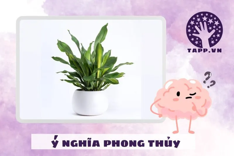 Ý nghĩa phong thủy của cây thiết mộc lan