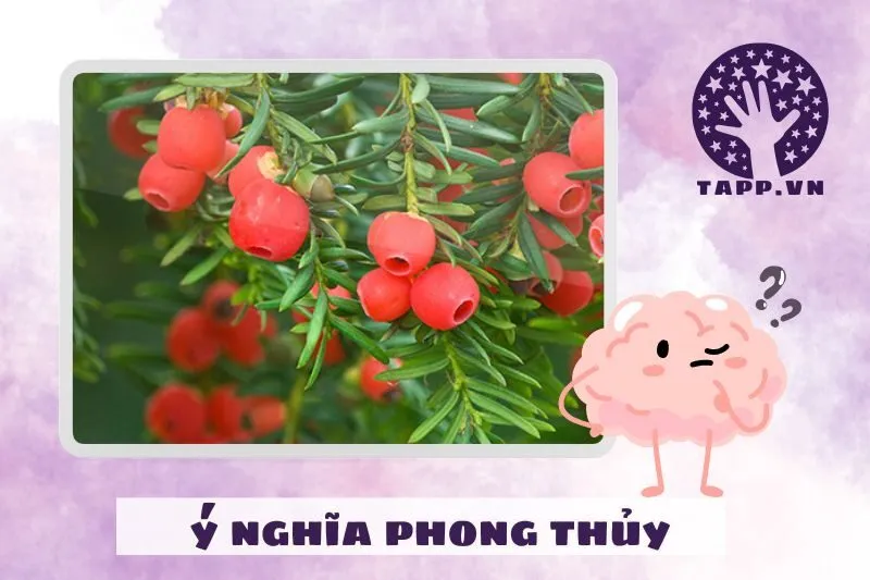 Ý nghĩa phong thủy của cây thông đỏ