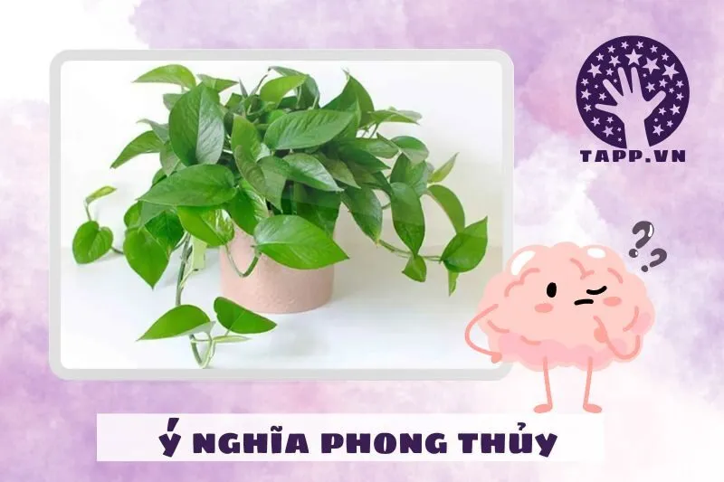 Ý nghĩa phong thủy của cây trầu bà