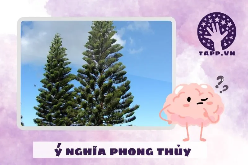 Ý nghĩa phong thủy của cây tùng bách
