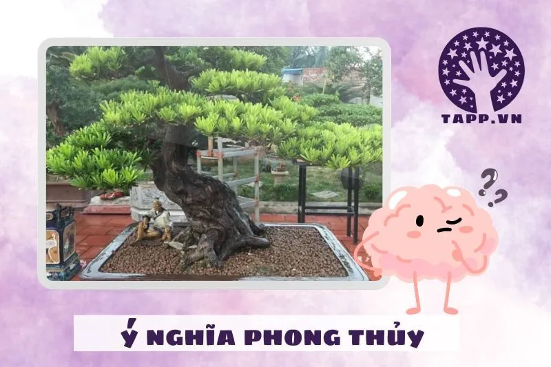 Ý nghĩa phong thủy của cây tùng la hán