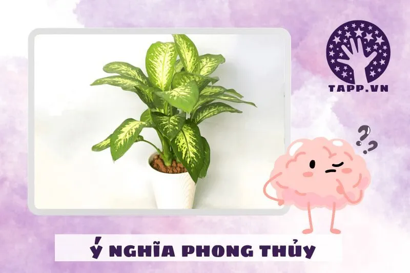 Ý nghĩa phong thủy của cây vạn niên thanh