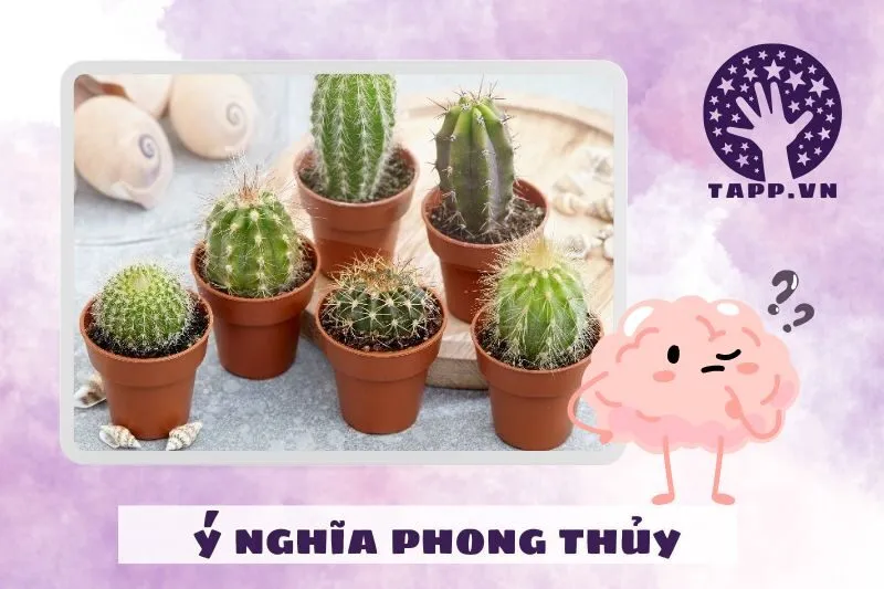 Ý nghĩa phong thủy của cây xương rồng